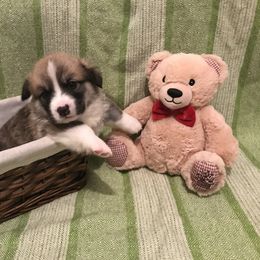 Pembroke Welsh Corgi Puppies from A&A’s Adorable Corgis