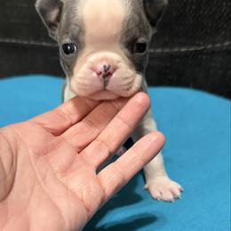Paul - Blue male Boston Terrier puppy in Wellington, Ohio from Twist of Faith Farms