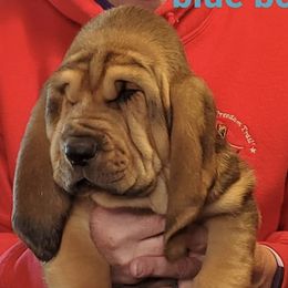 Bloodhounds from Hansen Hounds