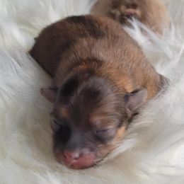 Jack - Orange sable male Pomeranian puppy in Brooklyn, New York from Svitlana's Pomeranians