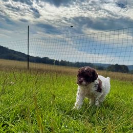 Poodle puppies from Upper Echelon