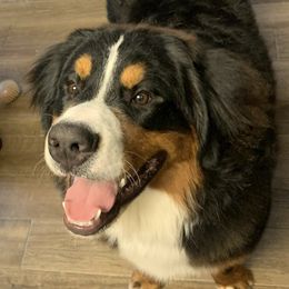 Bernese Mountain Dogs from Estes Kennels