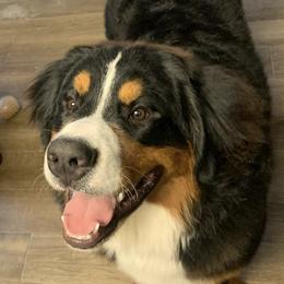 Bernese Mountain Dogs from Estes Kennels