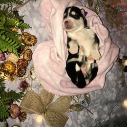 Siberian Husky Puppies from Blue Moon Siberian Husky Haven