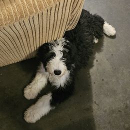 Banner-born on Memorial Day - Black and white male Sheepadoodle puppy in Falls Creek, Pennsylvania from By Well Kennels
