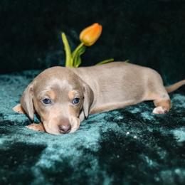 Stella - Fawn (isabella) and tan female Dachshund puppy in Coldwater, Mississippi from Mississippi Shorties Miniature Dachshunds