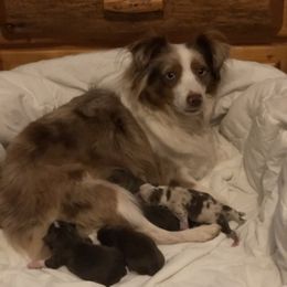 Ruba - Toy Australian Shepherd