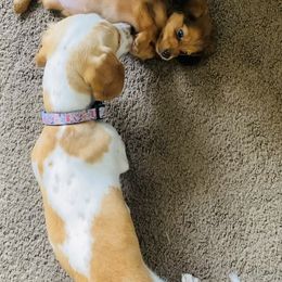 Dachshund Puppies from HP Dachs