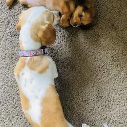 Dachshund Puppies from HP Dachs