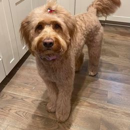 Goldendoodle All Grown Up from Midwest Companions