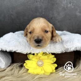 Dani - Cream female Goldendoodle puppy in Utah County, Utah from Big Hearted Breeders