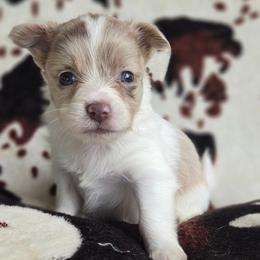 Sloane - Merle male Chihuahua puppy in Newark, Ohio from Gemini Kennels