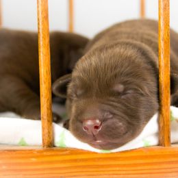 Labrador Retriever Puppies from Whiskey River Labradors