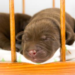 Labrador Retriever Puppies from Whiskey River Labradors