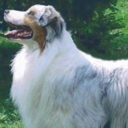 Australian Shepherds from Honeysuckle Haven Farm