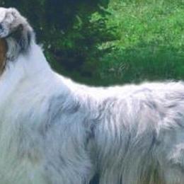 Australian Shepherds from Honeysuckle Haven Farm
