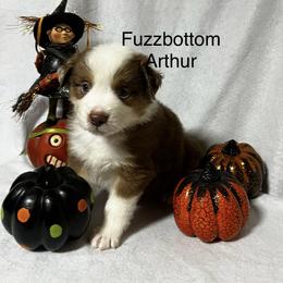 Miniature American Shepherd Puppies from Fuzzbottom Miniature American Shepherd