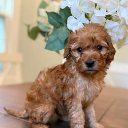 Rose - Red  female Goldendoodle puppy in Temecula, California from Country Hills Doodles