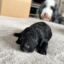 Nugget - Black and white female Bernedoodle puppy in Constableville, New York from Zehr’s Labradoodles & Bernedoodles