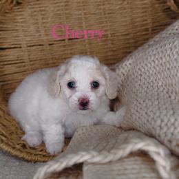 Cherry - Apricot female Maltipoo puppy in West Jordan, Utah from Doodles Friend