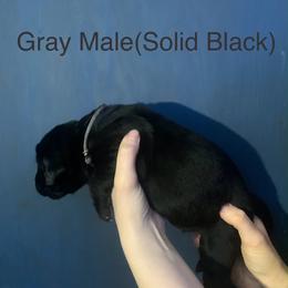 Labrador Retriever Puppies from Shadows Lovely Kennel