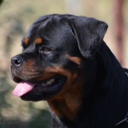 Bia - Rottweiler