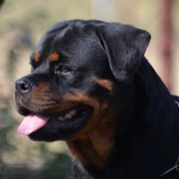 Bia - Rottweiler