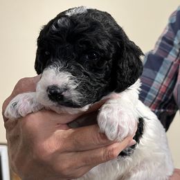 Green collar puppy - male Newfypoo puppy in Fairfield, California from Twin Sisters Doodles