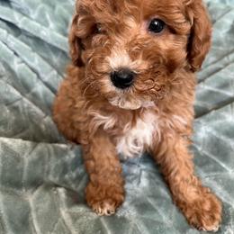 Chester - Red  male Goldendoodle puppy in Lowville, New York from Adirondack Labradoodles