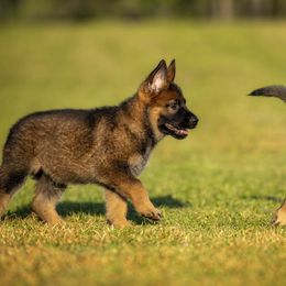 German Shepherd Puppies from Sommerfeld German Shepherds