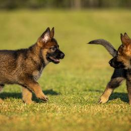 German Shepherd Puppies from Sommerfeld German Shepherds
