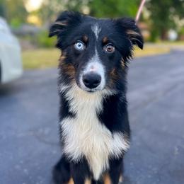 Guava - Black tri-color Australian Shepherd puppy in Indianapolis, Indiana from Sunburst Australian Shepherds