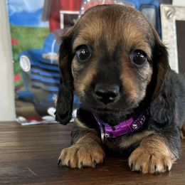 Dachshunds from Mercer’s Stateline Doxie Ranch