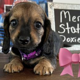 Dachshunds from Mercer’s Stateline Doxie Ranch