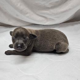 Dax - Blue male Italian Greyhound puppy in Newalla, Oklahoma from Heartland Iggys