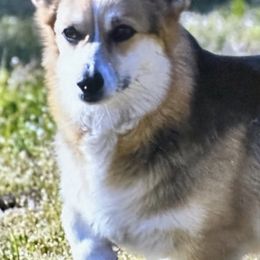 Pembroke Welsh Corgis from Flying Z Ranch