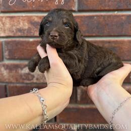 Guinness - Brown female Bernedoodle puppy in Owasso, Oklahoma from Kallams Bernedoodles & Bernese Mountain Dogs