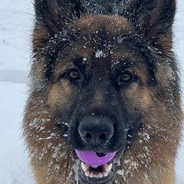 Theo - German Shepherd