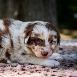 Odin - Red merle Australian Shepherd puppy in Coldwater, Michigan from Northern Star Australian Shepherds