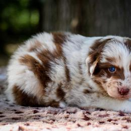 Odin - Red merle Australian Shepherd puppy in Coldwater, Michigan from Northern Star Australian Shepherds