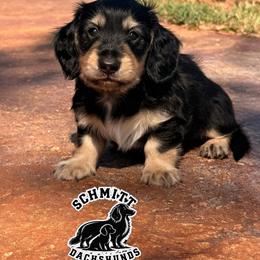 Hook - Black and cream male Dachshund puppy in Ramona, Oklahoma from Schmitt Dachshunds
