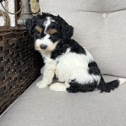 Mimi - Tri-color female Bernedoodle puppy in Holtwood, Pennsylvania from Country Ridge Puppies