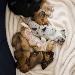 Dachshund puppies from Wicburg’s Wieners