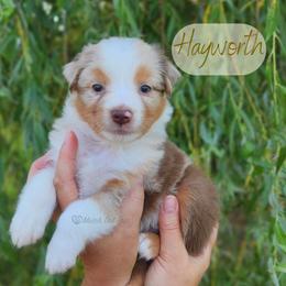 Hayworth - The Showstopper - Red merle female Australian Shepherd puppy in Pittsville, Wisconsin from Match Dot Pup