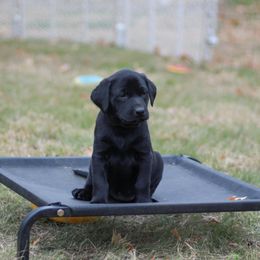 Australian Shepherd and Labrador Retriever Puppies from Wheatland Dog Center