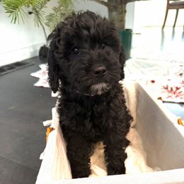Everest - Black female Goldendoodle puppy in Fairwood, Washington from Goldendoodles on the Prairie