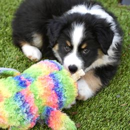 Australian Shepherd and Miniature American Shepherd Puppies from Bright Heart Aussies & Miniature American Shepherds