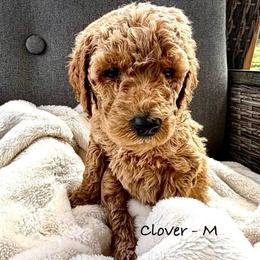 Clover - M - Apricot male Poodle puppy in Greenwich, New York from MizzElle’s Standard Poodles