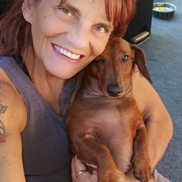 Dachshund All Grown Up from Woodshafen
