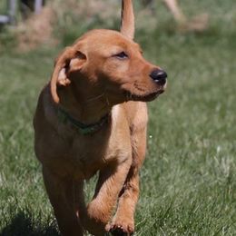 Labrador Retrievers from Newfound Retrievers